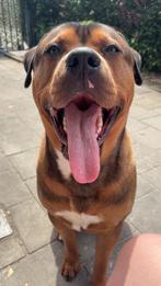 Lieve Rottweiler x Bully XL reu zoekt een nieuw thuis, Reu, 1 tot 2 jaar, Groot, Eén hond