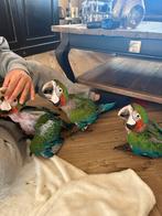 Harlekijn ara baby, Dieren en Toebehoren, Meerdere dieren, Papegaai