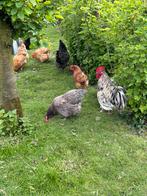 Broedeieren orpington/australorp, Verzenden, Nieuw, Overige typen