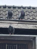 Goudse kroppers, Dieren en Toebehoren, Mannelijk, Kropper