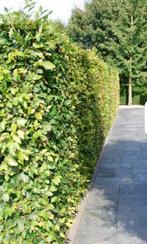 Diverse hagen & erfafscheidingen, Tuin en Terras, Planten | Struiken en Hagen, Ophalen of Verzenden, Laurier, 100 tot 250 cm