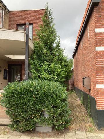 Hoge XXL gratis kerstboom conifeer Leylandcipres levensboom  beschikbaar voor biedingen