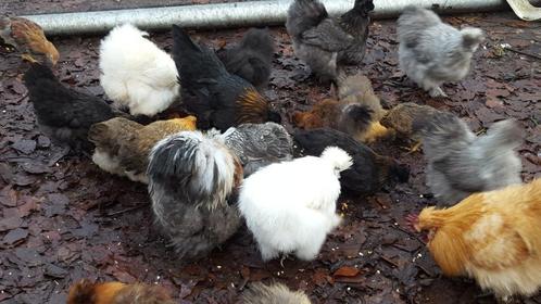 Broedeieren van mooie grote bebaarde zijdehoen div kleuren, Dieren en Toebehoren, Pluimvee, Kip, Geslacht onbekend
