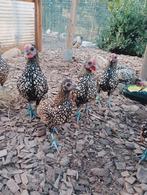 Sebright kriel kippetjes, Dieren en Toebehoren, Pluimvee, Meerdere dieren, Kip