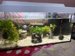 Aquarium +vissen (kogelvissen, guppys, algeeter, nog een vis, Dieren en Toebehoren, Vis, Zoetwatervis, Schoolvis