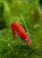 Actie Vuurgarnalen voor aquarium  20 =17,50, Dieren en Toebehoren, Vissen | Aquaria en Toebehoren, Ophalen, Nieuw, Plant(en), Steen of Hout