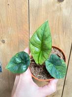 Alocasia platinum variegata plant aurea yellow mint lemon, Ophalen of Verzenden, Halfschaduw, Minder dan 100 cm