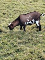 2 mooie bruin-zwart-witte dwergbokjes, Dieren en Toebehoren, Mannelijk, Geit, 0 tot 2 jaar
