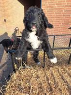 Bernedoodle pups, Overige rassen, Meerdere, Meerdere dieren, Nederland