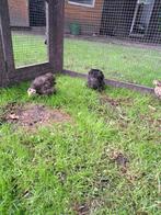 cochin kriel, Dieren en Toebehoren, Pluimvee, Meerdere dieren, Kip