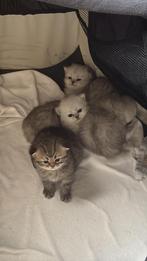 Nestje van 4 kittens, Dieren en Toebehoren, Katten en Kittens | Raskatten | Langhaar