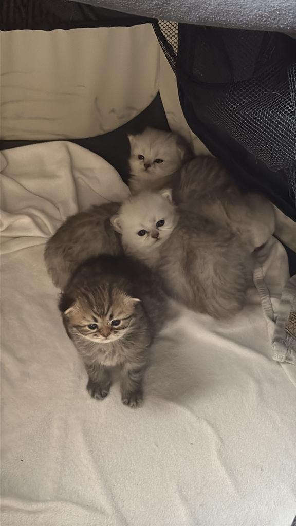 Nestje van 4 kittens, Dieren en Toebehoren, Katten en Kittens | Raskatten | Langhaar