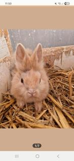 Dwerg konijnen, Dieren en Toebehoren, Konijnen, Geslacht onbekend, Dwerg