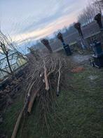 Gratis Wilgen takken, gesnoeid 8-2, Minder dan 3 m³, Ophalen, Overige houtsoorten, Takken