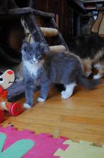 Siberische kittens (25%maincoon) Blue en creme rood, Dieren en Toebehoren, Katten en Kittens | Raskatten | Langhaar, Meerdere dieren
