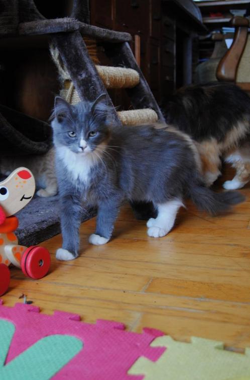 Siberische kittens (25%maincoon) Blue en creme rood, Dieren en Toebehoren, Katten en Kittens | Raskatten | Langhaar, Meerdere dieren