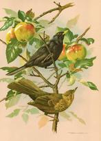 Merels Turdus Merula in Appelboom door Basil Ede., Ophalen of Verzenden, Zo goed als nieuw