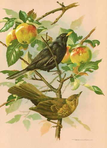 Merels Turdus Merula in Appelboom door Basil Ede. beschikbaar voor biedingen