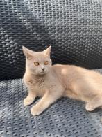 Britse korthaar, Dieren en Toebehoren, Katten en Kittens | Raskatten | Korthaar, Poes, Gechipt, 0 tot 2 jaar