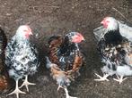 Orpington haantjes groot, Dieren en Toebehoren, Pluimvee, Mannelijk, Kip