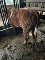 Mooie rauwe dikbilvaarzen, Meerdere dieren, 0 tot 2 jaar