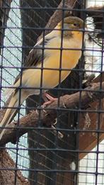 Harlekijn kanarie man zanger, Dieren en Toebehoren, Vogels | Kanaries, Mannelijk, Kleurkanarie