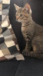 2 kittenstjes!, Dieren en Toebehoren, Katten en Kittens | Raskatten | Korthaar, Poes, 0 tot 2 jaar