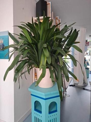 Prachtige grote Clivia  beschikbaar voor biedingen