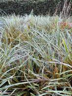 Japanse zegge, carex planten., Tuin en Terras, Planten | Tuinplanten, Ophalen, Siergrassen, Halfschaduw