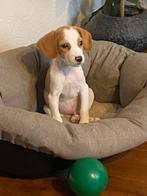 Zeer bijzondere BEAGLE x KOOIKER pup - reutje, Nederland, Reu, CDV (hondenziekte), 8 tot 15 weken