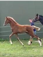 Merrie veulen v Miami Turfhorst, Dieren en Toebehoren, Paarden, Merrie, Ontwormd, 0 tot 2 jaar