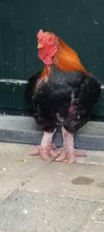 Gezocht  Dong Tao hen, Dieren en Toebehoren, Vrouwelijk, Kip