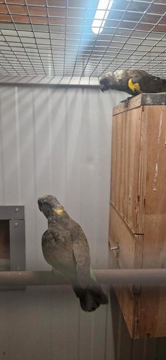 Koppel Meijer (Meyer) papegaai beschikbaar voor biedingen