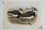 3 Ornithologia Neerlandica litho's Koekkoek 1930 schoolplaat, Antiek en Kunst, Ophalen of Verzenden, Natuur en Biologie
