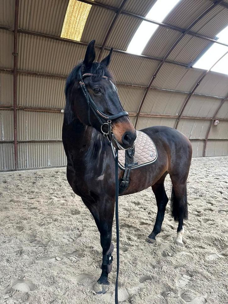 Kwpn merrie, Dieren en Toebehoren, Paarden, Merrie, Dressuurpaard