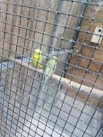 te ruil ENGELSE PARKIETEN kijk vogels, Dieren en Toebehoren, Meerdere dieren, Parkiet, Geringd