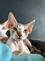 Devon Rex Kitten Male, Dieren en Toebehoren, Kater, Gechipt, 0 tot 2 jaar