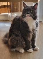 Lieve Main coon, Dieren en Toebehoren, Katten en Kittens | Raskatten | Langhaar, Kater