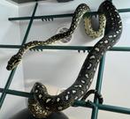 Prachtig jong koppel diamant pythons, Slang, 0 tot 2 jaar