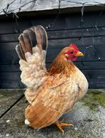 Ayam serama broedeieren, Dieren en Toebehoren, Pluimvee, Geslacht onbekend, Kip