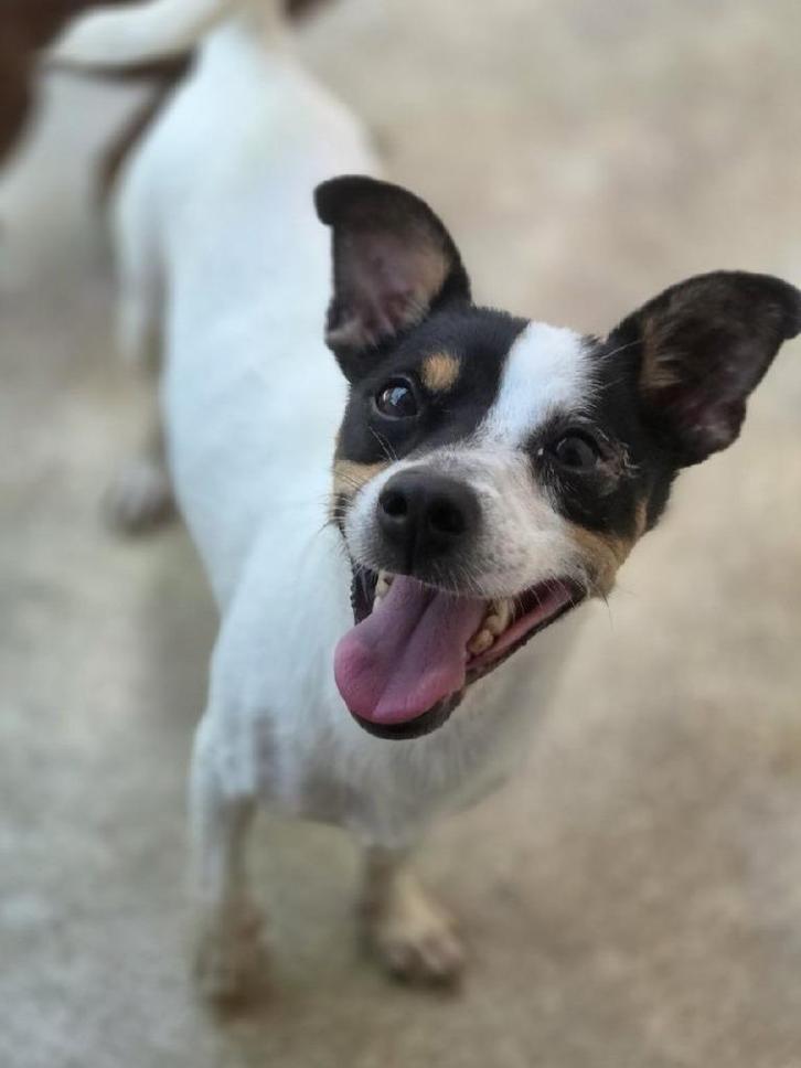 ACE: Togo heeft een trouw en lief karakter, Dieren en Toebehoren, Honden | Niet-rashonden, Klein, Reu, Particulier, Eén hond, Buitenland
