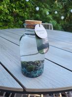 Marimo Mosbal in fles, Huis en Inrichting, Ophalen, Volledige schaduw, Overige soorten, In pot
