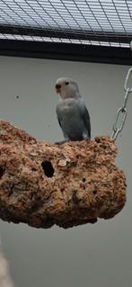 Agapornis roseicollis kuikens nog maar 2 beschikbaar, Dieren en Toebehoren, Meerdere dieren, Dwergpapegaai of Agapornis, Geringd