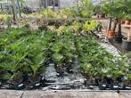 Totale leegverkoop - Trachycarpus fortunei & wagnerianus, Minder dan 100 cm, Zomer, Palmboom, Ophalen