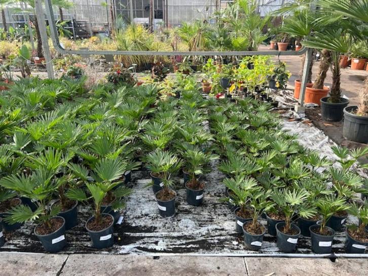 Totale leegverkoop - Trachycarpus fortunei & wagnerianus, Tuin en Terras, Planten | Bomen, Palmboom, Minder dan 100 cm, Volle zon