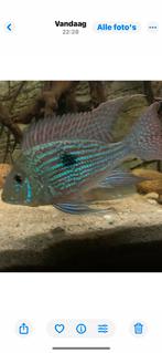 Geophagus Sveni, Vis
