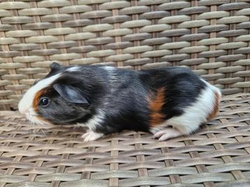 Driekleur cavia beertje