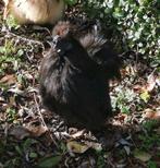 Prachtig klein zwart zijdehoen/ zijdehoender krielhaantje, Dieren en Toebehoren, Pluimvee, Mannelijk, Kip