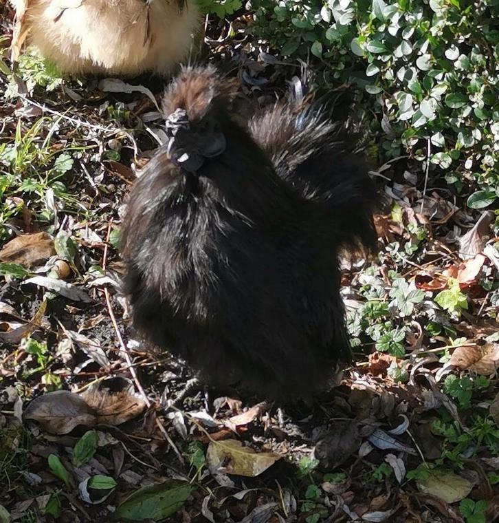 Prachtig klein zwart zijdehoen/ zijdehoender krielhaantje, Dieren en Toebehoren, Pluimvee, Kip, Mannelijk