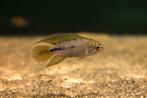 Blauwe dwergcichlide (Apistogramma borelli), Vis, Zoetwatervis